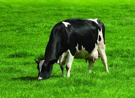 cow on grass